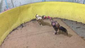 ไข่เชื้อสายพันธุ์พม่าเปรูเยียร์ครับ