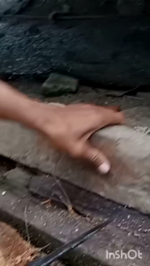 Alat Pengupas batok kelapa anti slip / Kupas kelapa