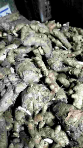 Temu Mangga Segar & Kurkuma Fresh: Bahan Kesehatan Alami untuk Pengobatan Tumor