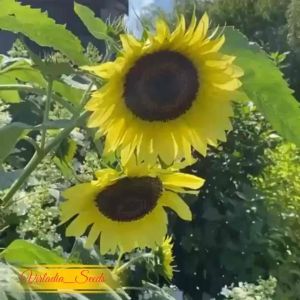 [Virladia Seeds] 10 Biji Benih Bunga Matahari Lemon Queen