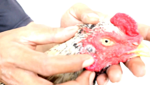 LA200 OBAT DUGAL TERKENA JALU INFEKSI LUKA