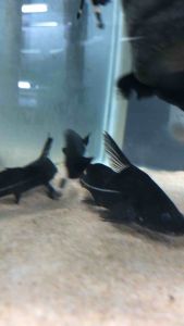Black Lancer Catfish/Freshwater/Livestock/Readystock