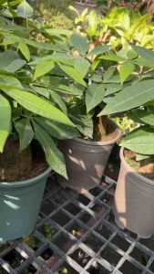 แบบโคนใหญ่ กระถาง6-7นิ้ว #ต้นศุภโชค #ไม้ประดับมงคลทรงสวย #ช่วยเสริมฮวงจุ้ย  #ต้นศุภโชค #ไม้ประดับมงคลทรงสวย #ช่วยเสริมฮวงจุ้ย ความเชื่อเกี่ยวกับต้นไม้ #ต้นศุภโชค มีชื่อในภาษาจีนว่า ‘#เหยาเฉียนซู่’ มีความหมาย #เขย่าเงิน #เรียกเงิน ที่ทำให้เชื่อว่าเป็นไม้มง