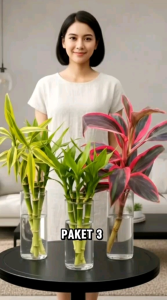 Paket 3 Warna Bambi Hoki Media Air - Tanaman Sri Rezeki - Tanaman Media Air