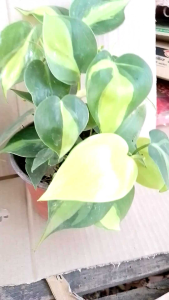 ต้นพลูบราซิลในกระถาง 3 นิ้ว