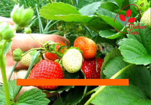 Bibit Strawberry campuran jenis manohara mencir kalibret 1 paket isi 5