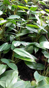 Cây trầu bà tỷ phú (mua 5 cây tặng thêm 1 cây)