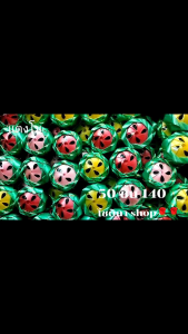 โปรยทาน แตงโม (ตัวเปล่า) 50ชิ้น