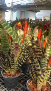 #ต้นดาบเศรษฐี (จัดอยู่ในสับปะรดสี) Vriesea splendens ต้นสับปะรดสีใบลายๆ คล้ายลายเสือ หรือหางกระรอก มีดอกสีแดงอมส้มชูช่อยาวสูงขึ้นกลางต้น ต้นนี้คือดาบเศรษฐี  สรรพคุณของต้นสับปะรดสี  สับปะรดสี ไม้มงคล นั้นมีความสามารถในการช่วยฟอกอากาศโดยการปล่อยก๊าซออกซิเจน