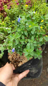 Sindo - Baby Blue Flower Sm Live Plant IWOUYYG9G3