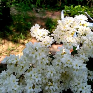 Cây tuyết hương leo (hoa thơm) Cây Cảnh Có Hương Thơm Hạt Giống Cây Bụi Và Cây Lớn Cây Trồng Trong Nhà Và Ngoài Trời Bảo Hành 3 Tháng Cho Cây Cảnh - Lazada