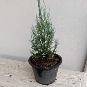 สนบลูใบฟ้า กระถาง8นิ้ว