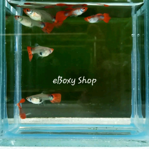 White Body Koi Short Body Guppy
