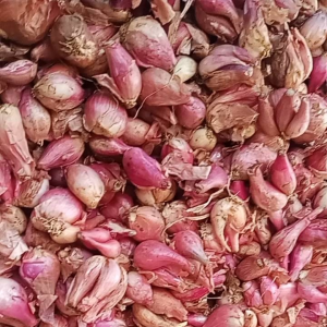 BAWANG MERAH BEREBES NO 2