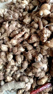 ( 1kg ) MURAH kencur/cikur asli ciamis wangi enak