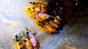 ปลากัดเยลโล่กาแลคซี่ 1 ตัวเมีย สวยงาม คุณสมบัติและเลือก 🌟พร้อมผสมพันธุ์ รูปลักษณ์ ปลากัดสวยงาม ปลากัดเยลโล่กาแลคซี่ 🌟 พร้อม บริษัทปลากัดไทย, บริษัทปลากัดอาชีพ