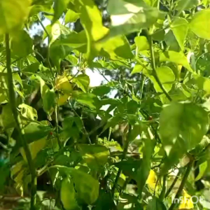 Cili Padi Merah /Cili Padi Cabai Burung /小辣椒。🌶️Pedas /辣的(100%有机&天然/Organic)重量/berat.50g