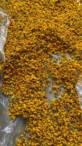 Trà hoa cúc chi sấy thăng hoa thượng hạng 100G