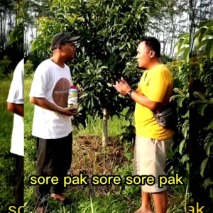 Pupuk Cair Organik - Pupuk Pertumbuhan dan Pembuahan Pelebat Buah - Pupuk Agro Lestari Kemasan 1 Ltr