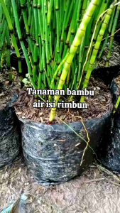 Tanaman Hias Bambu Air - Tanaman Air - isi 20-25 batang
