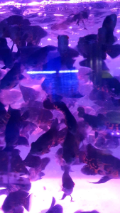 Tiger Oscar/Ornamental fish/Freshwater/Readystock