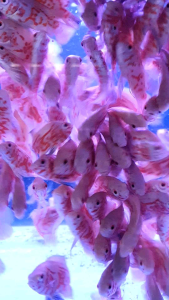 Albino Tiger Oscar/Ornamental fish/Freshwater/Readystock