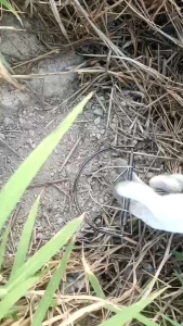 กรุณาปรับเป็นดักหนูโมดิฟาย 6นิ้ว + ขี้ใต้10ก้อน + น้ำหอมดักหนูนา เช็ตพร้อมใช้ดักหนูนา