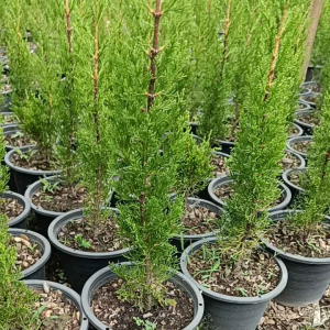 สนดินสอเขียว กระถาง8นิ้ว ลำต้นสูง45-60ซ.ม