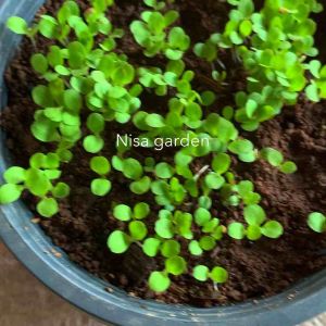 🔥 ซื้อ 5 แถมฟรี 1 🔥 อิตาเลี่ยน เบซิล กลิ่นหอม เมนูฝรั่ง 100-200 เมล็ด