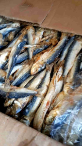 IKAN ASIN JAPU BELITUNG MURAH