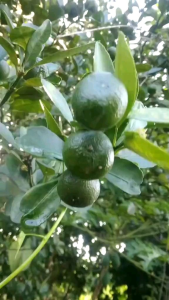 GULA O GRANULATED SUGAR SUBSTITUTE 50G HALAL GMP MESTI EXPIRE JULY 27 LOW CALORIE SWEETENER TASTE GOOD. ALTERNATIVE TO WHITE SUGAR.