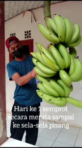 Karbit Cair/Obat Semprot Pisang/Pemasak/Pematang Buah buahan/Ethrel