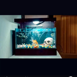 Pompa Aquarium Luckiness 012F: Pemilihan & Penggunaan Pompa Air Tahan Lama