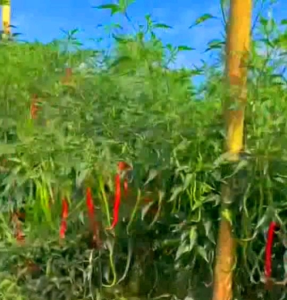 Benih Cabe Merah Keriting Tinggi 2 Meter 10 gr (bonus ZPT benih)