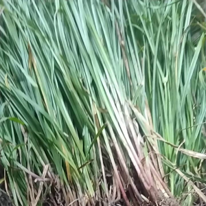 jual rumput  teki  segar berikut akarnya 500 grm