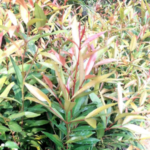 Tanaman hias pucuk merah 20 - 30 cm