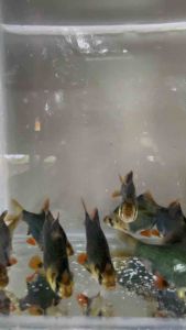 Green Tiger Barb / LiveFish /Freshwater/青虎