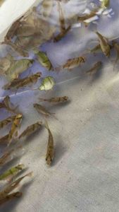 Black tiger barb / LiveFish Freshwater/ 黑虎