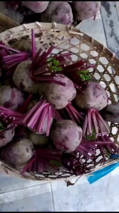 buah bit terlaris fresh 1kg