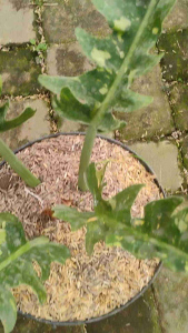 Philodendron Ring of Fire - - Pokok Philodendron Cincin Api - फिलोडेंड्रोन रिंग ऑफ फायर Philodendron Ring of Fire – Colorful Variegation Serrated Leaves Collector’s Aroid Rare & Stunning Indoor Foliage LIVE PLANT