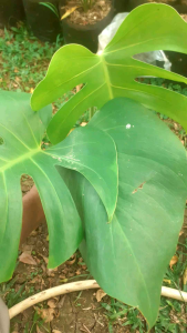 Tanaman hias hidup philo dendrum monstera