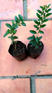 Cây kim quýt giống (cây dược liệu)