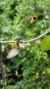 Lem Pulut Burung Anti Gagal – Super Lengket & Tahan Lama
