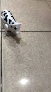 Mainan sapi berjalan berswara batri kardus