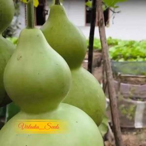 [Virladia Seeds] Biji Benih tanaman Labu Botol bird house
