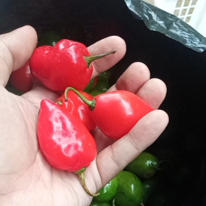 Cabe Gendot Merah Fresh 1kg