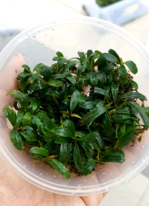 Aquatic Best Channel[ABC] - Aquaplant - Bucephalandra Mini