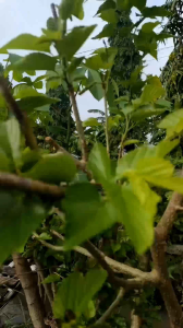 Paket 5 Cutting White Long Murbei Aroma Vanila Asli Free 2