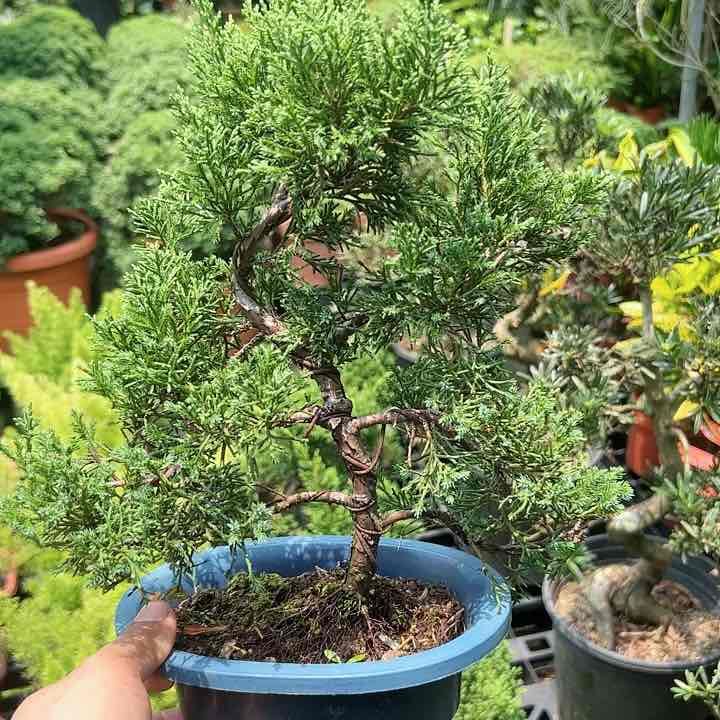Miniture Japanese bonsai 「juniper」盆栽・真柏 【公式通販】