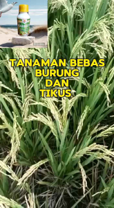 PUPUK CAIR MAHKOTA PENGENDALI TIKUS BURUNG LALAT BUAH TRIPS TUNGAU WERENG